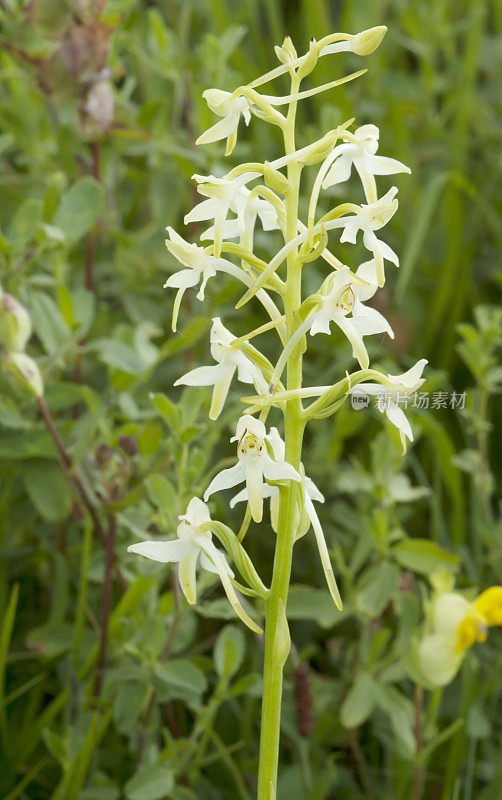 白兰(Platanthera bifolia)